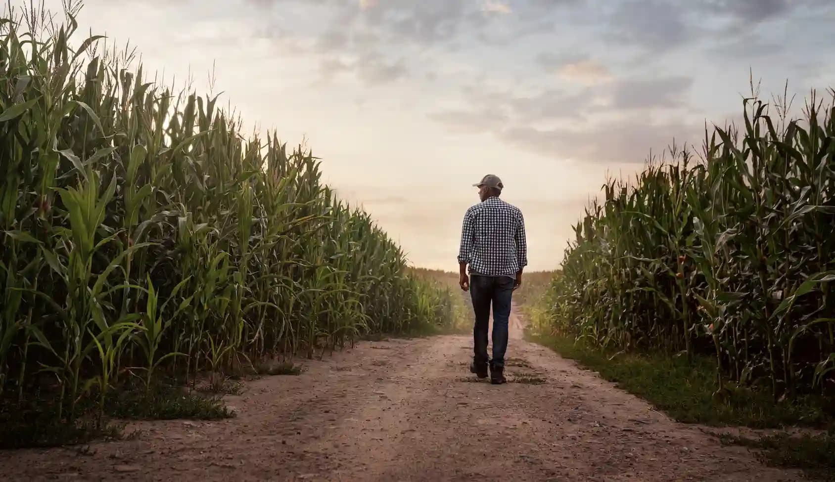 a farmer walking in the field